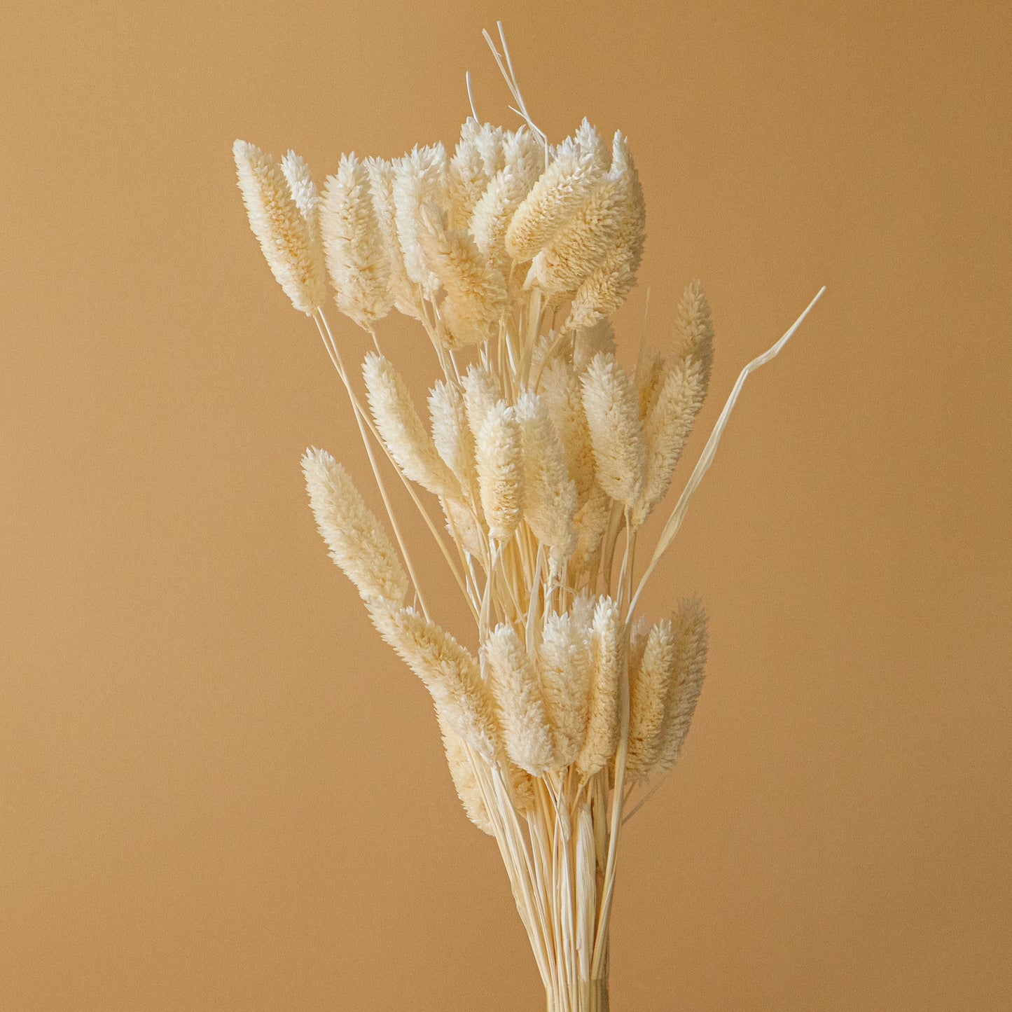 Bleached Gem Grass (Textured Bunny Tails)