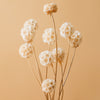 Bleached Scabiosa Pods