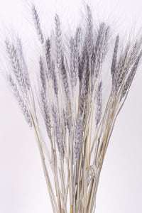 Soft Grey Wheat