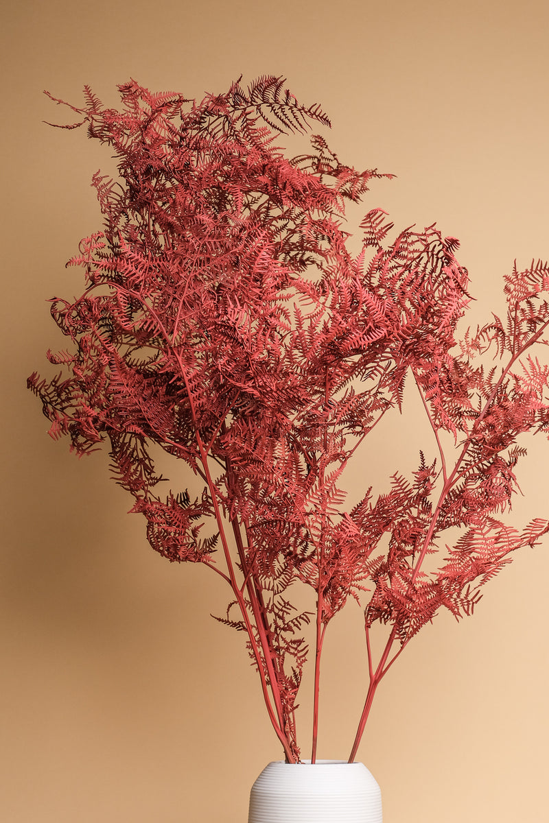 Rusty Red Bracken Fern