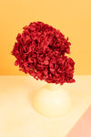 Preserved Deep Red Hydrangea