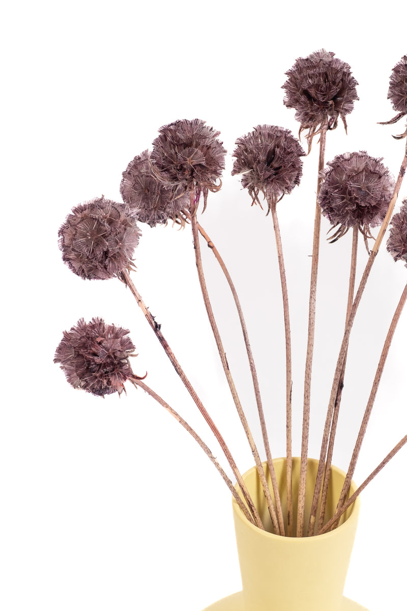 Deep Purple Scabiosa Pods