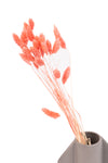 Coral Pink Gem Grass (Textured Bunny Tails)