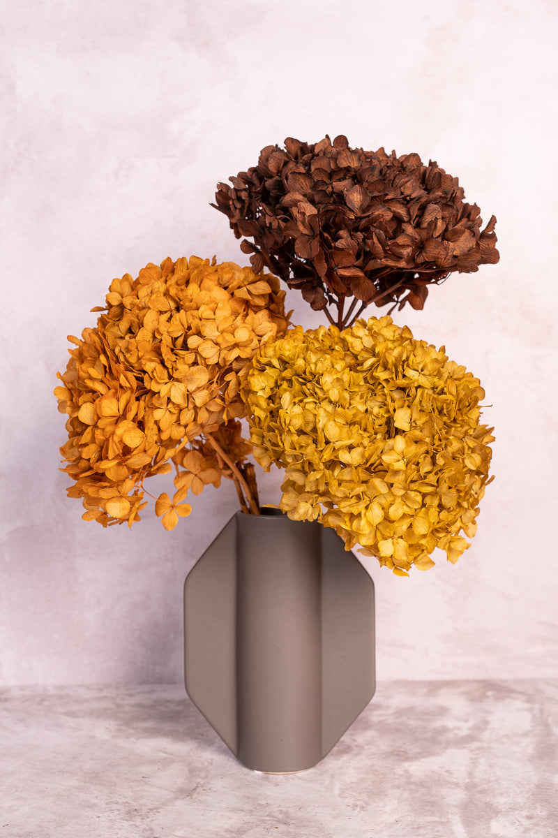 Preserved Ochre Hydrangea