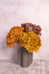 Preserved Ochre Hydrangea