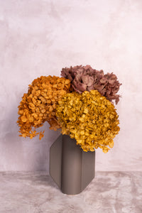 Preserved Ochre Hydrangea