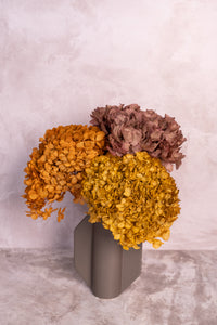 Preserved Ochre Hydrangea