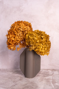 Preserved Ochre Hydrangea