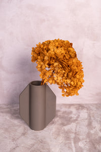 Preserved Ochre Hydrangea