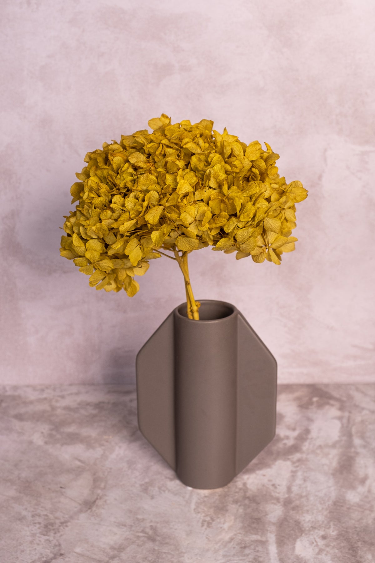 Preserved Chartreuse Hydrangea