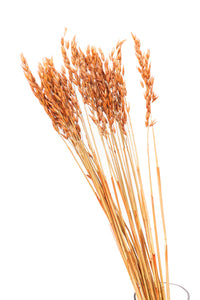 Rust Oat Flower