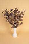 Earthy Brown Populus (Pennygum)