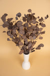 Earthy Brown Populus (Pennygum)