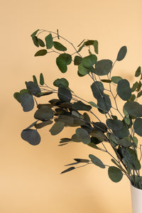 Hunter Green Populus (Pennygum)