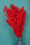 Red Ming Fern