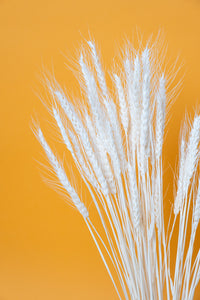 Bleached Wheat