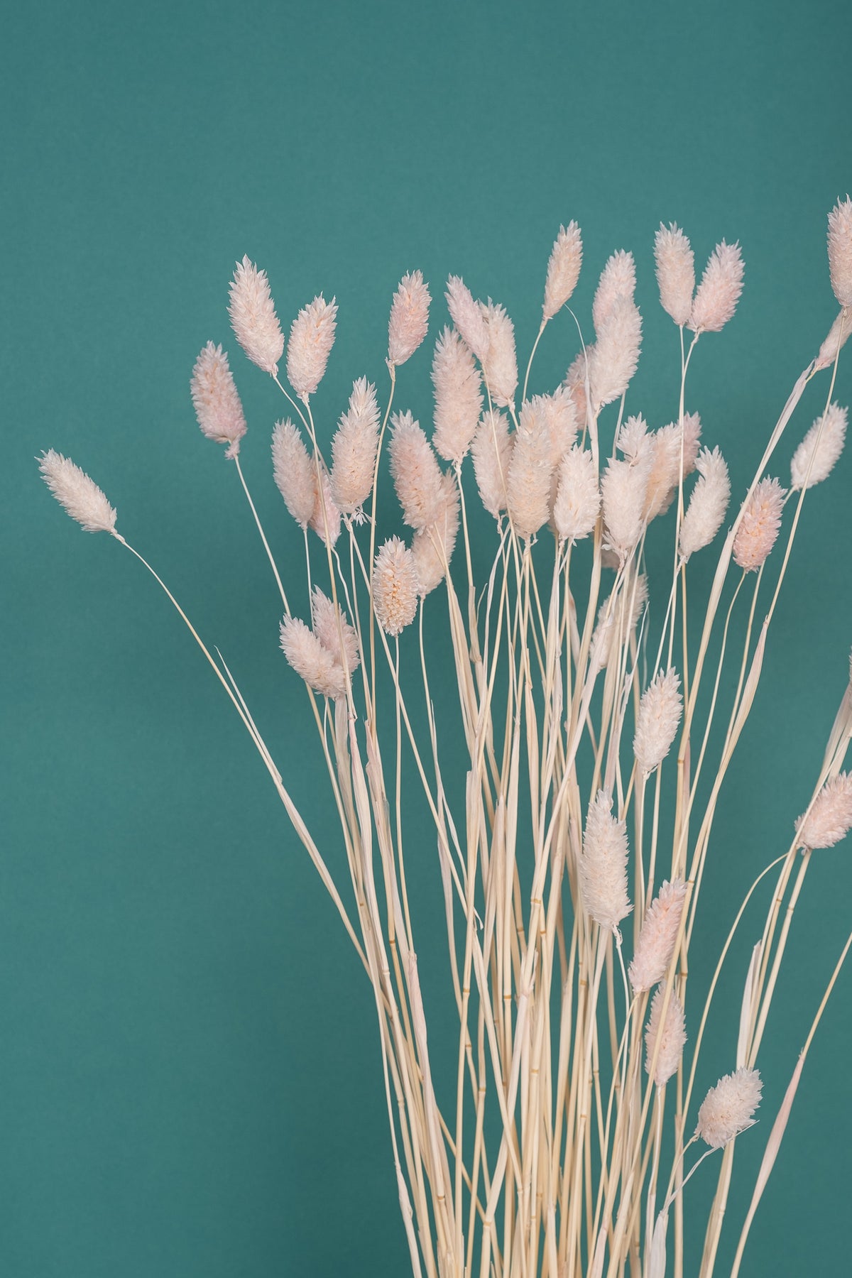 Blushest Pink Gem Grass (Textured Bunny Tails)