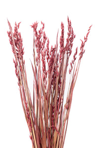 Burgundy Oat Flower