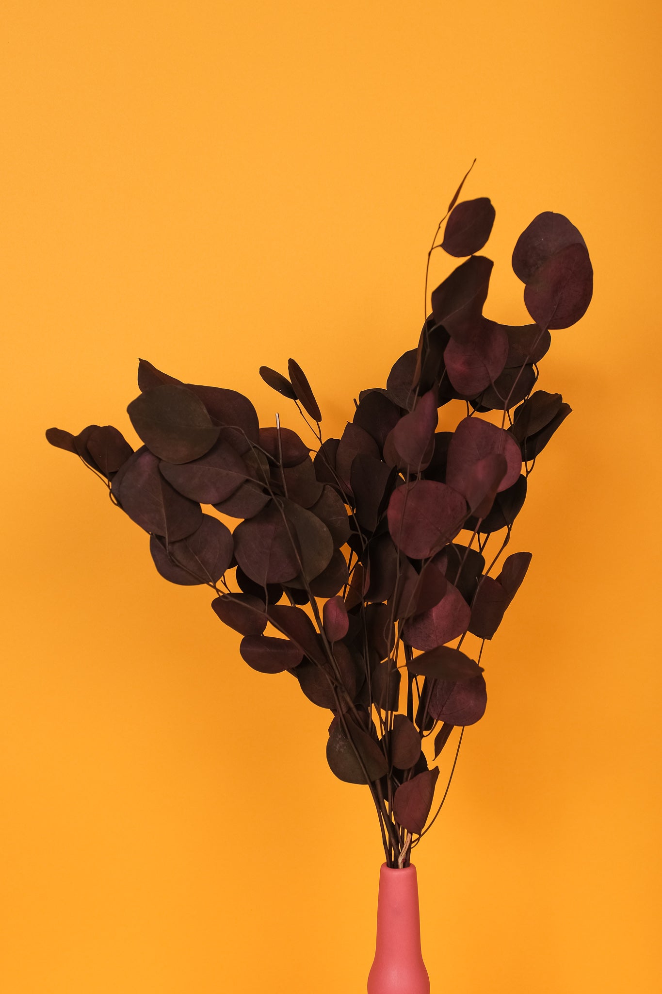 Dark Brown-Black Populus