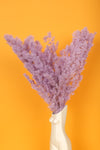 Mauve Purple Ming Fern