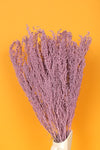 Lilac Purple Slangbos