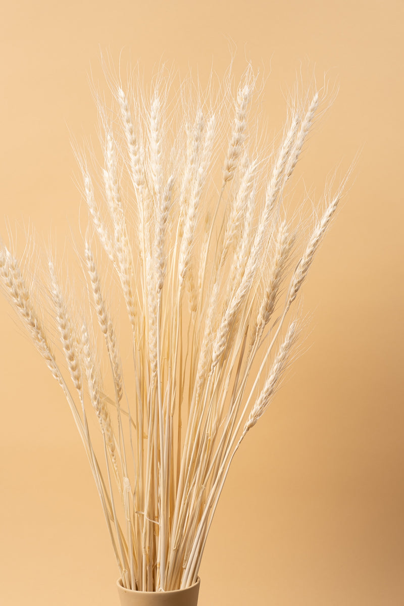 Bleached Wheat