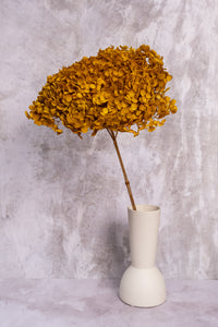 Premium Mustard Hydrangea