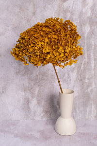 Premium Mustard Hydrangea