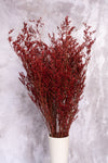 Deep Red Lattifolia (Limonium)(Per Bunch)