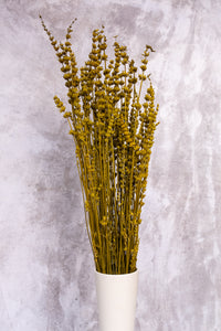 Mustard Yellow Preserved Lavender (Bunch)