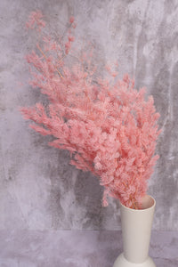 Light Pink Ming Fern