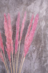 Light Pink Mini Pampas