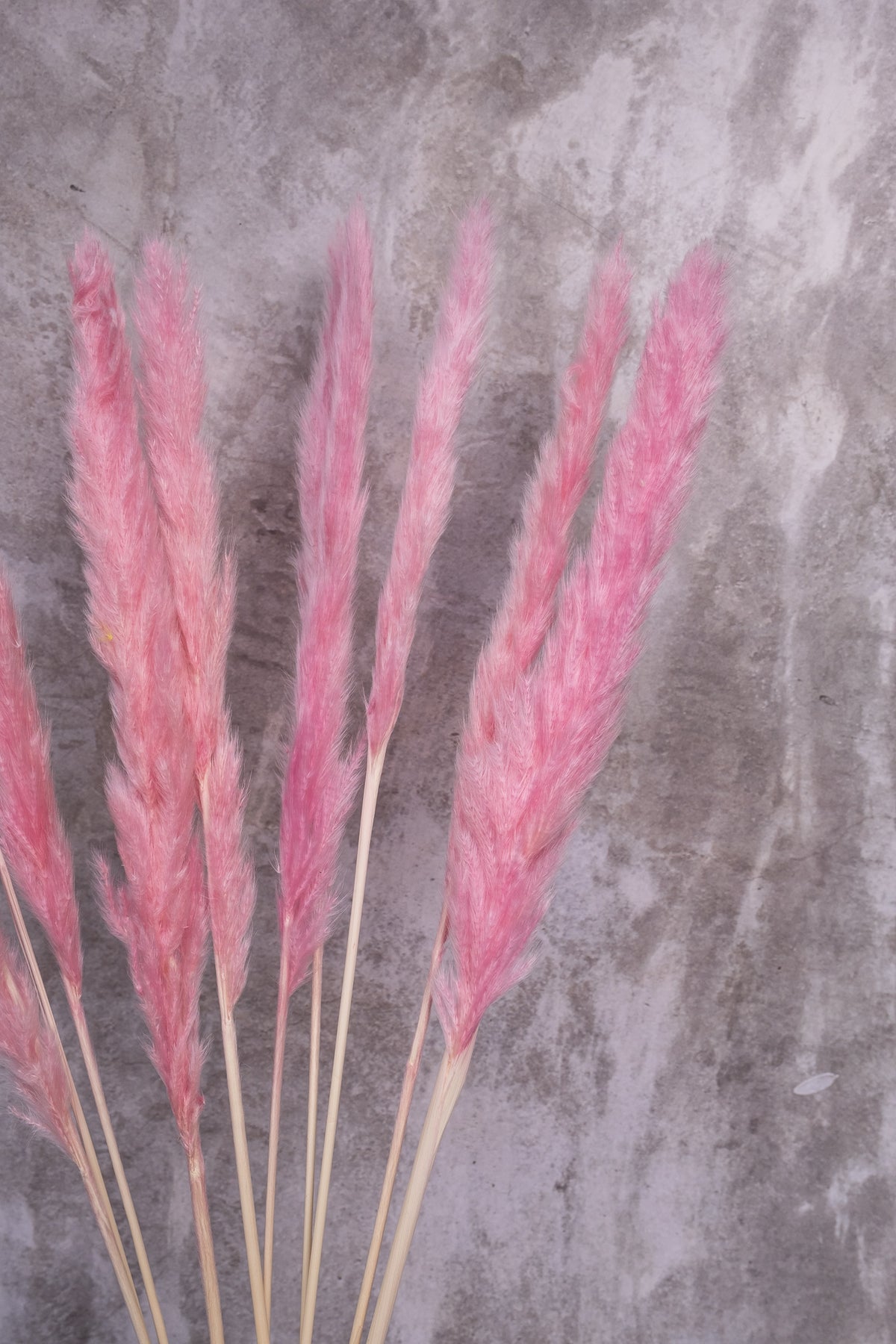 Light Pink Mini Pampas