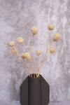 Bleached Scabiosa Pods