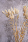 Bleached Gem Grass (Textured Bunny Tails)