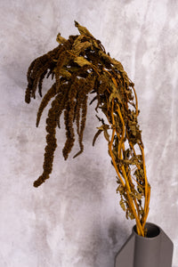 Dark Moss-Brown Amaranthus