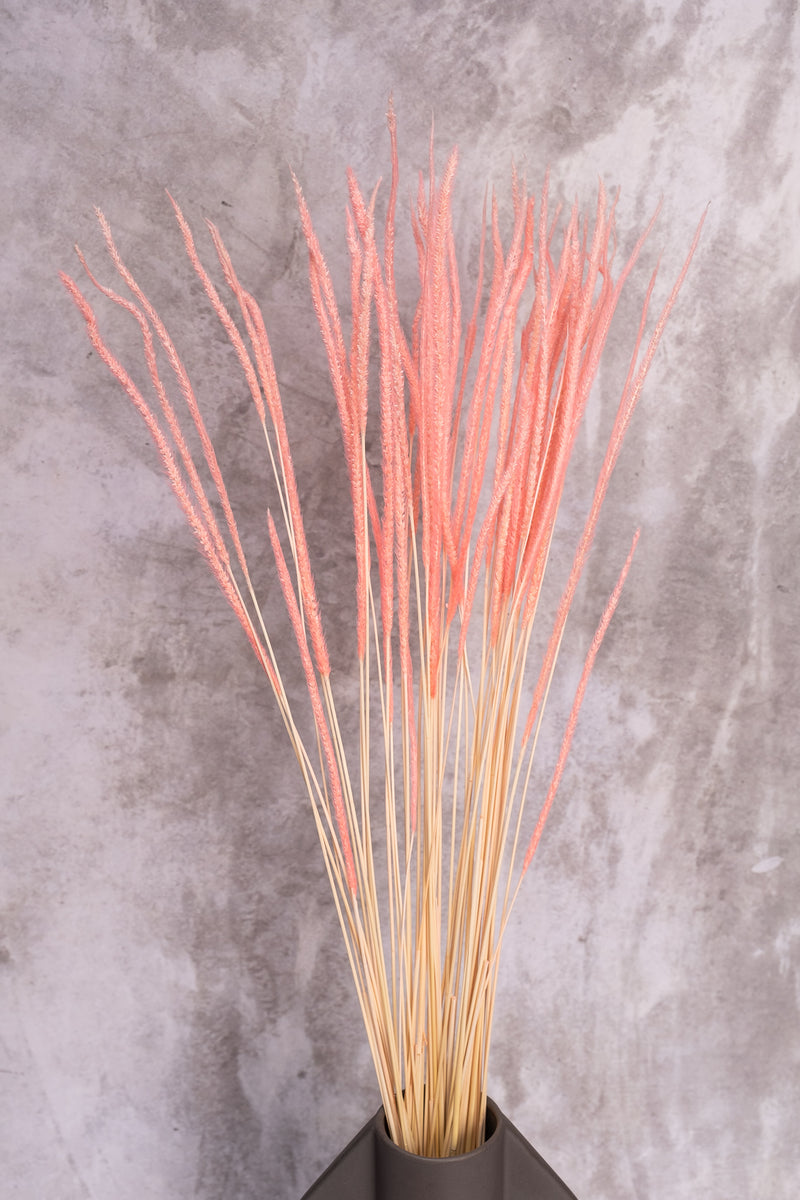 Pink Dainty Reed (Per Bunch)