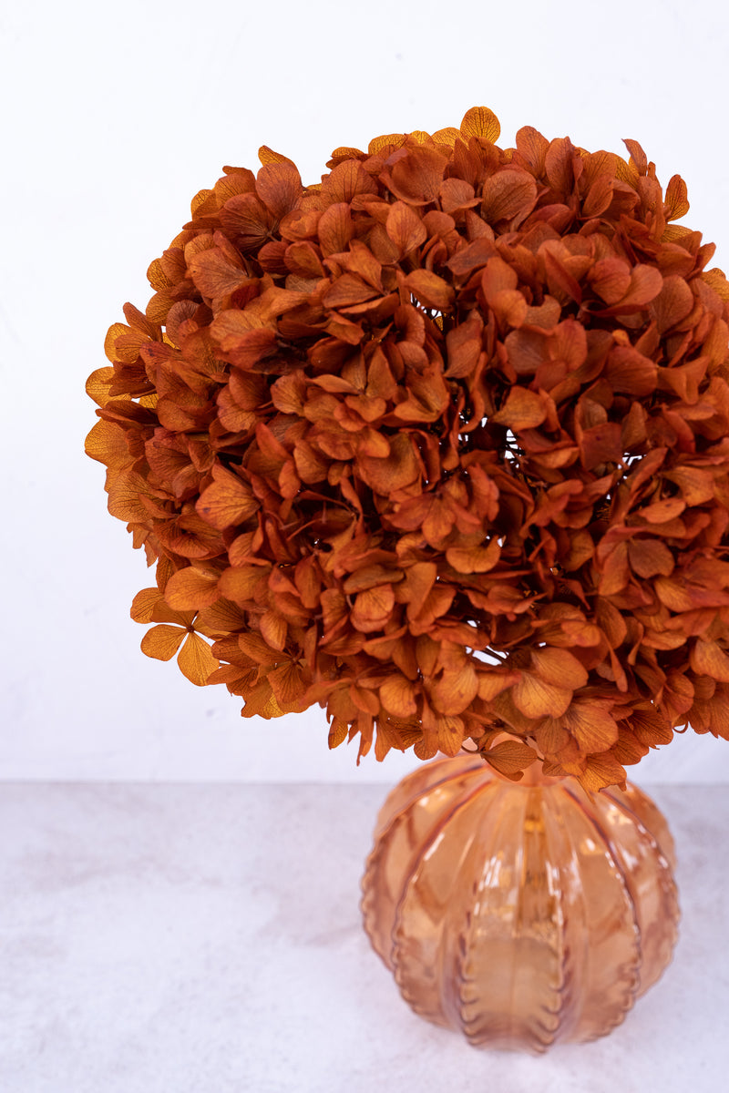 Preserved Rust Hydrangea