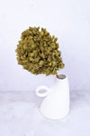 Preserved Moss Green Hydrangea