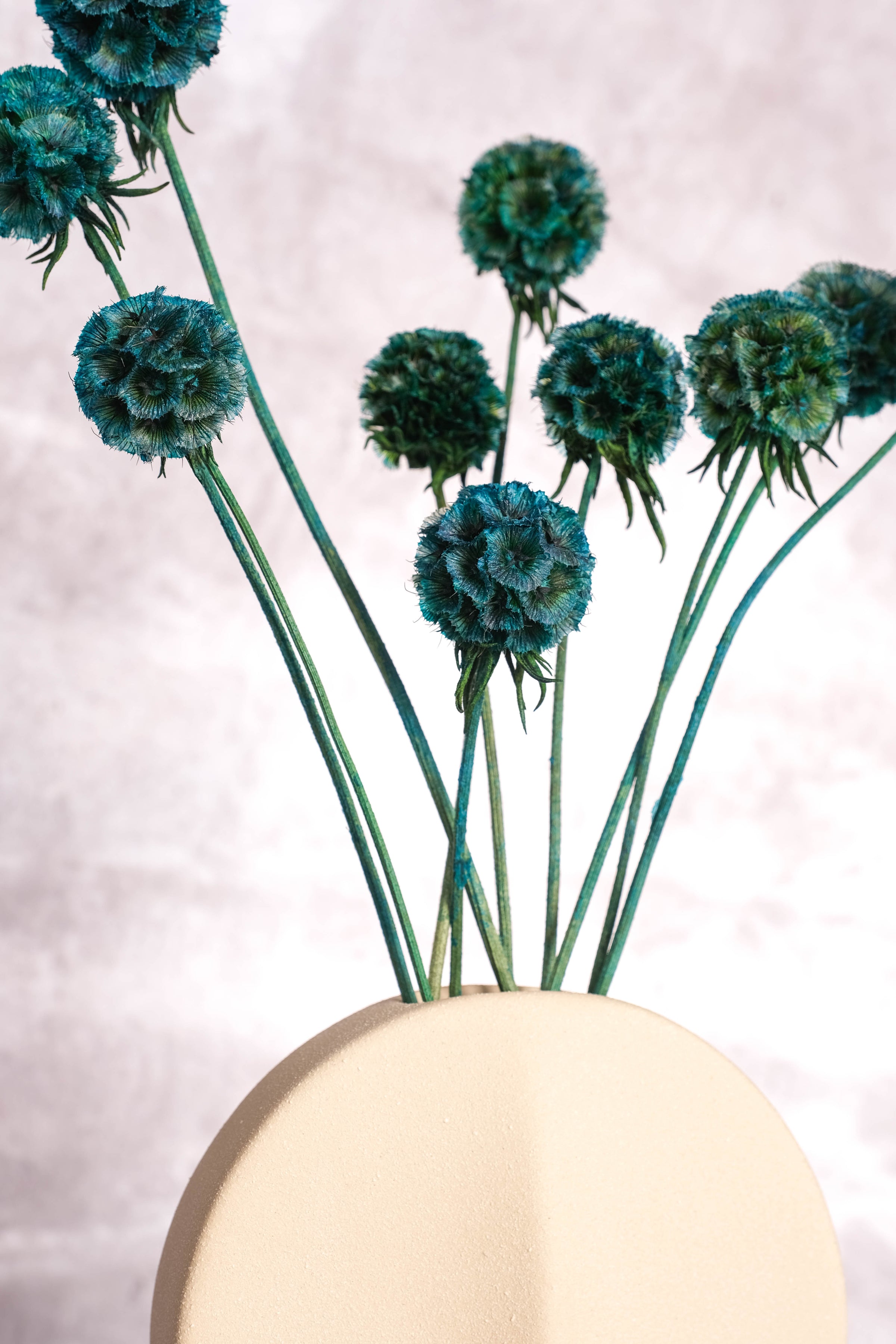 Teal Scabiosa Pods