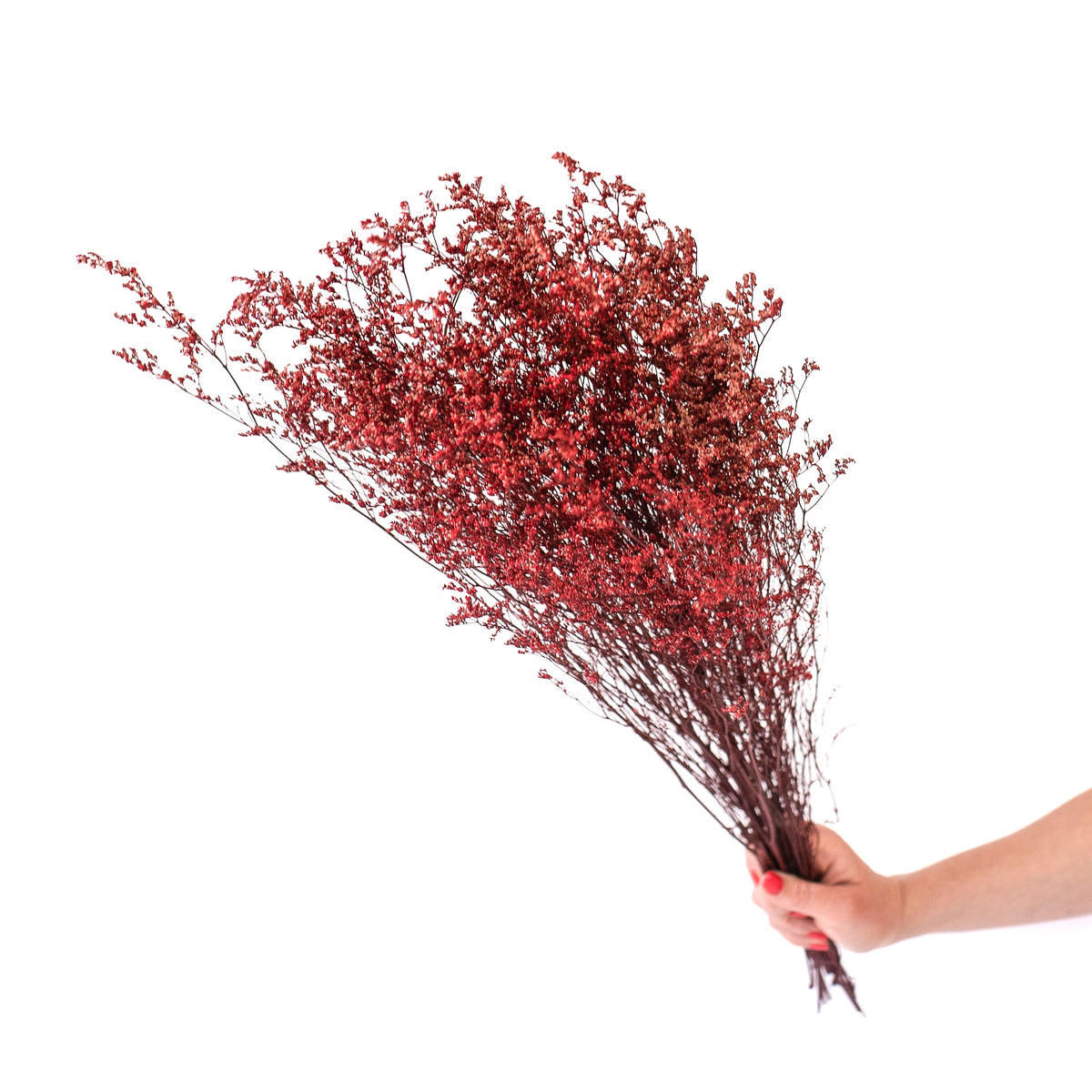 Deep Red Lattifolia (Limonium)(Per Bunch)