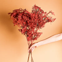 Rusty Red Bracken Fern