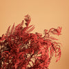 Rusty Red Bracken Fern