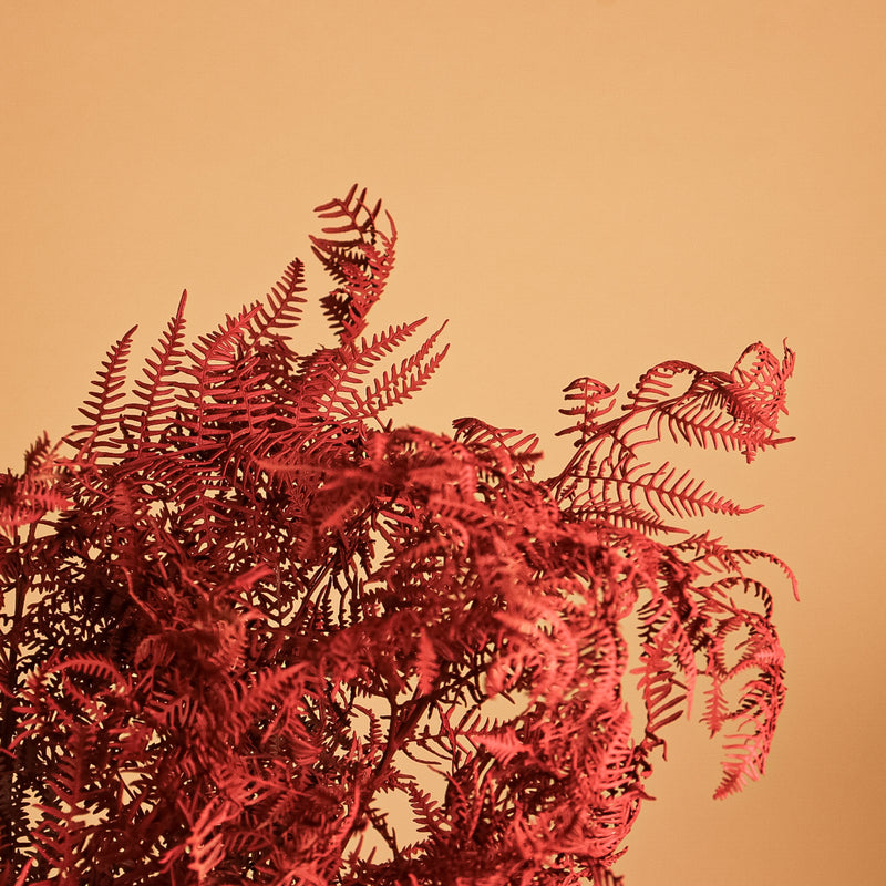 Rusty Red Bracken Fern