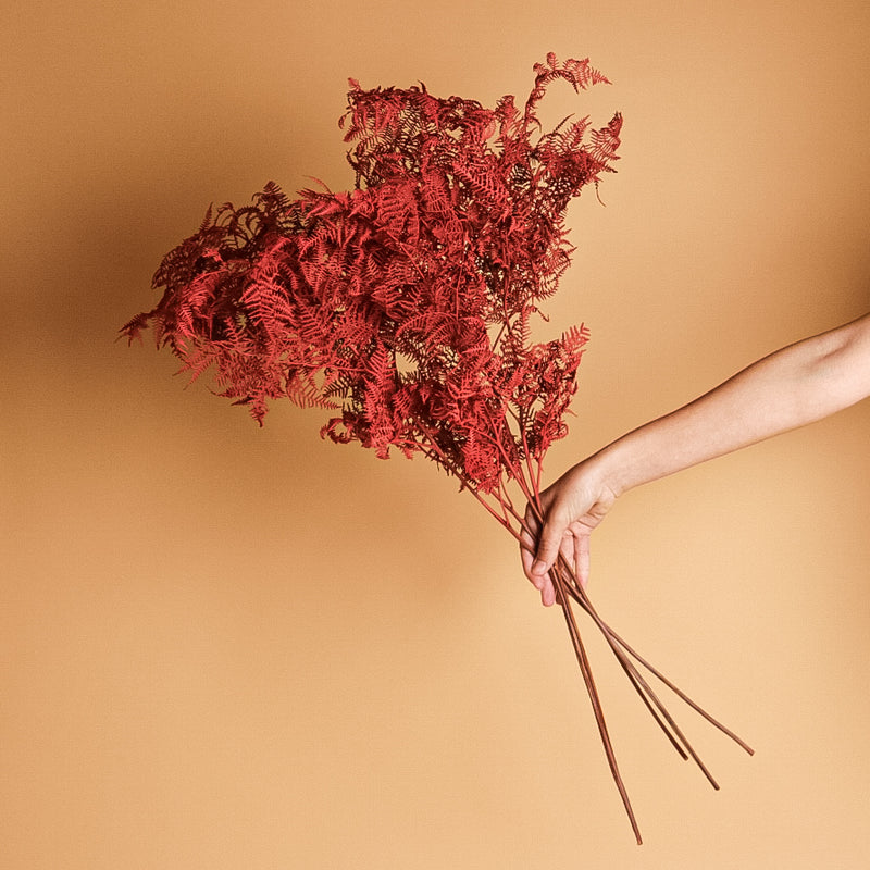 Rusty Red Bracken Fern