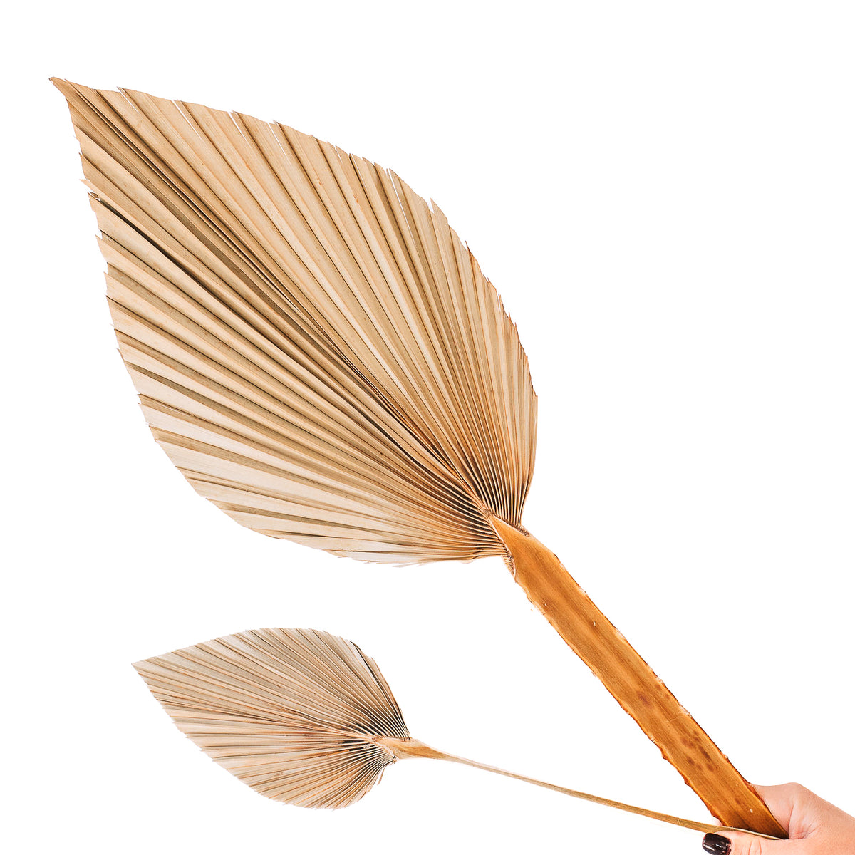 Natural Brown Medium Spear Palm