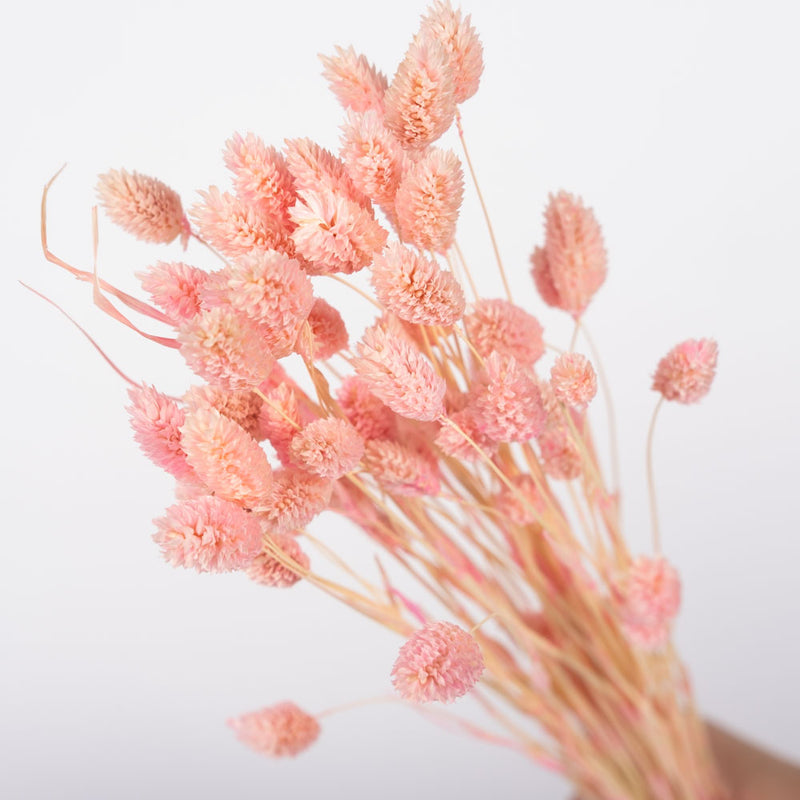 Blush Pink Gem Grass (Textured Bunny Tails)