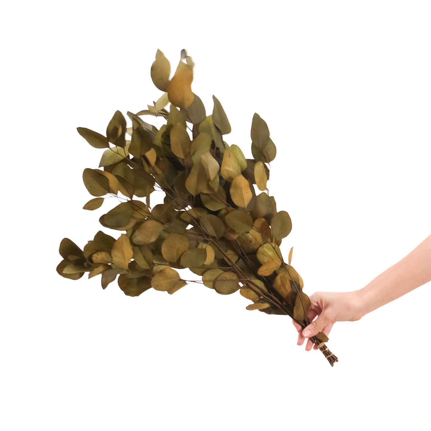 Olive Green Populus (Pennygum)