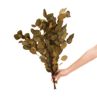 Olive Green Populus (Pennygum)